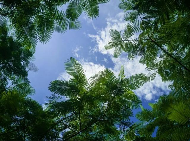 三亚1.5h直达！这座全国荔枝第一甜的海滨古城，