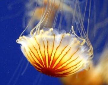 最美的水母图片，虽外表美丽但性情凶猛