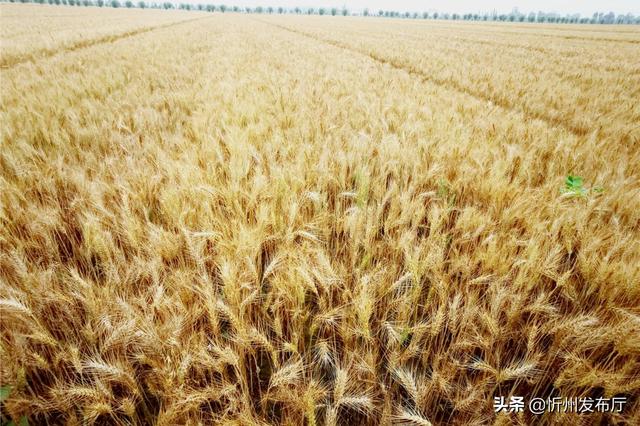 巩固发展"脱贫果" 切实做好"后半篇"