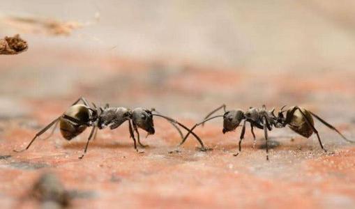 蚂蚁最后的祖先，生物学家称之为火星来的蚂蚁