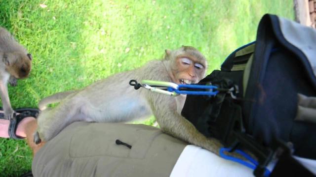 万只恶猴“统治”泰国名城，偷抢打砸还伤人，警察直接投降...