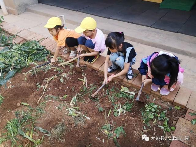 幼儿园自然教育与劳动实践：“开心菜园”里的故事