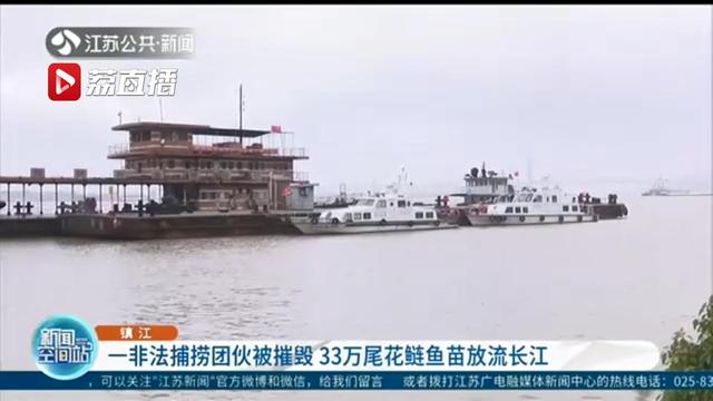 一“捕销收”非法捕捞团伙被摧毁，7人被罚生态修复：33万尾花鲢鱼苗放流长江