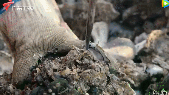 12款蚝油对比测评：味精勾兑成常规，2款防腐剂过高，1款检出重金属