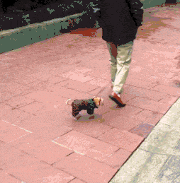 搞笑GIF：你不好好学习打扰人家干嘛啊