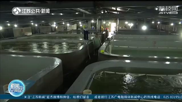 江苏野生小黄鱼人工繁育取得突破 预计明年春节可供应餐桌