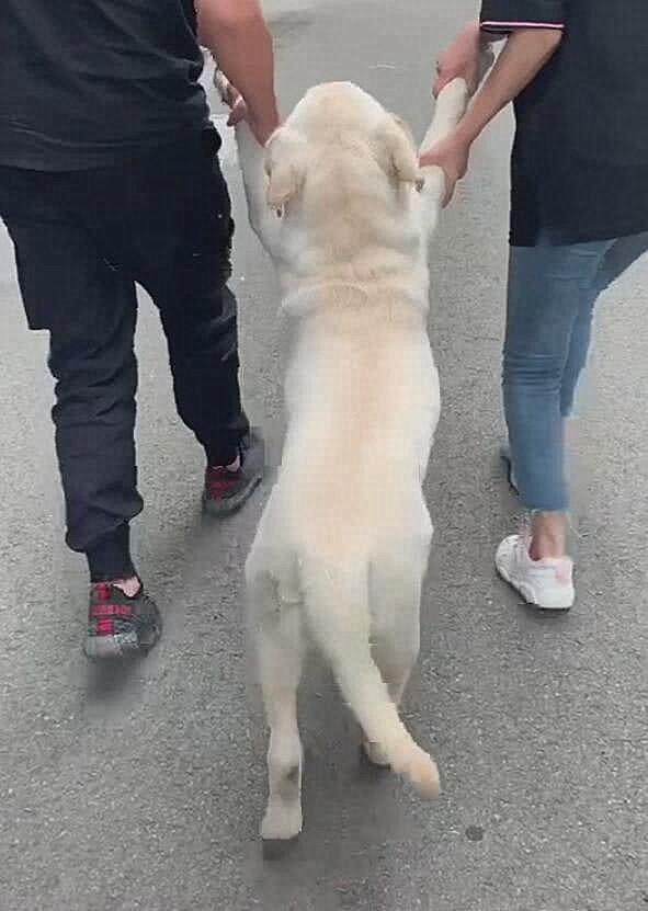 狗狗不回家，女主人拿着棍子堵在路口，画面相