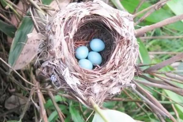 苏州重大发现，学生放学“掏鸟蛋”找到千年国