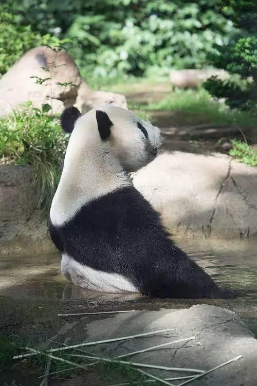 想和熊猫结婚、为看熊猫放弃妹妹婚礼！网友：