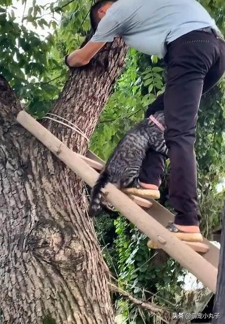 紧抱|猫咪被救时紧抱救援人小腿 哈哈哈小猫也太惜命了