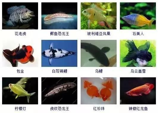 359種常見(jiàn)觀賞魚(yú)圖譜，收好不謝