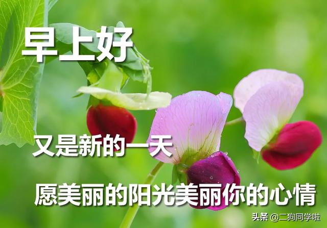 早上好問候語文字帶圖片 早上好表情包帶字問候