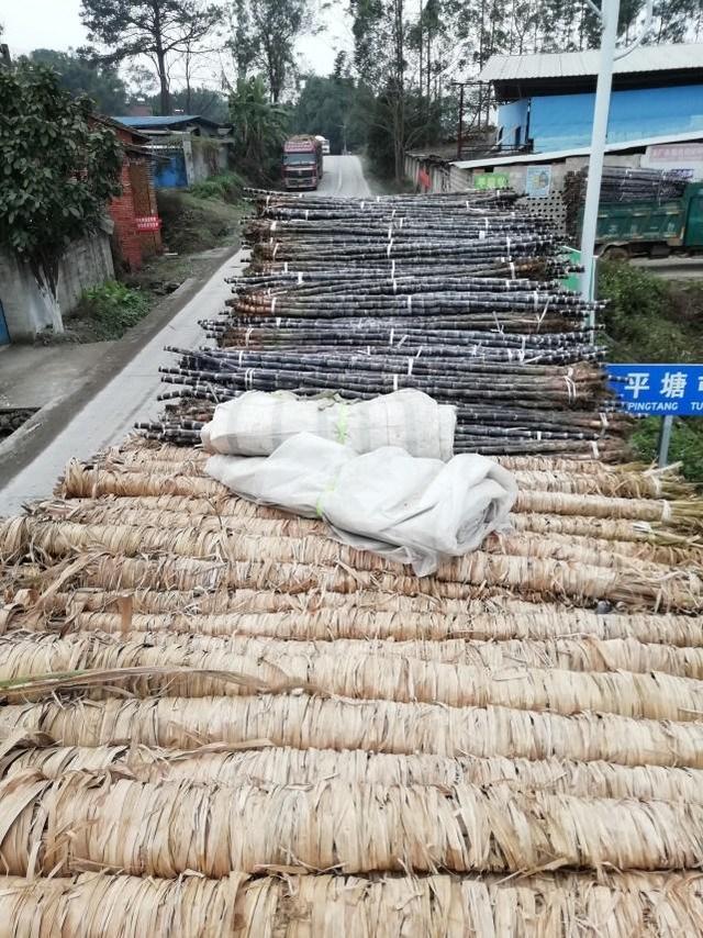最费人工的甘蔗，木格白玉蔗甘蔗，你见过像树一样的甘蔗吗