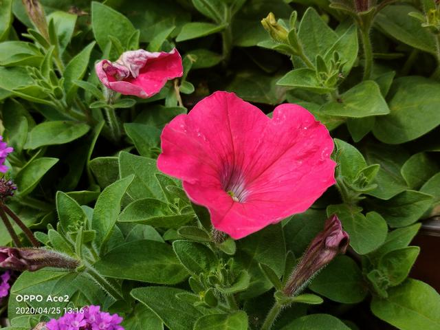 深度体验OPPO Ace2：除了双闪充组合，它能否撑起Ace体验？