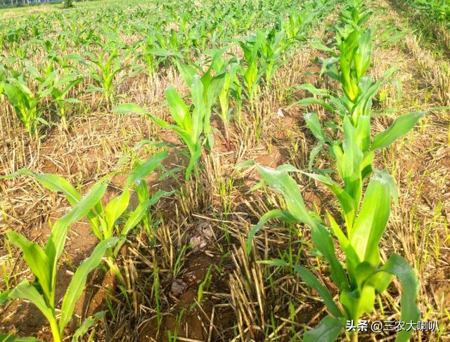玉米控旺剂，什么时候打？记住这个时间：8到