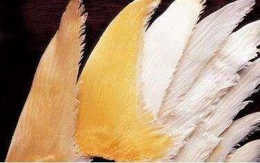 鱼翅是什么，鱼翅是鱼身上的什么位置，有什么营养价值？