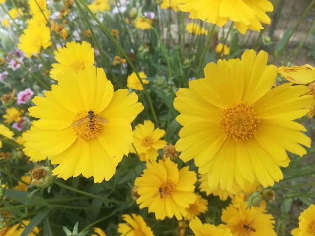 阎良：锦绣公园里的风景！