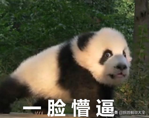印度租大熊猫失败之后，竟然自己“制造”，网友看完捧腹大笑