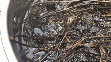 1克即中毒！很多人爱吃的烧仙草竟添加了这东西