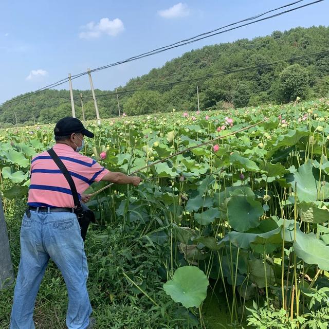 天池雅园夏日赏荷花 采莲蓬之旅