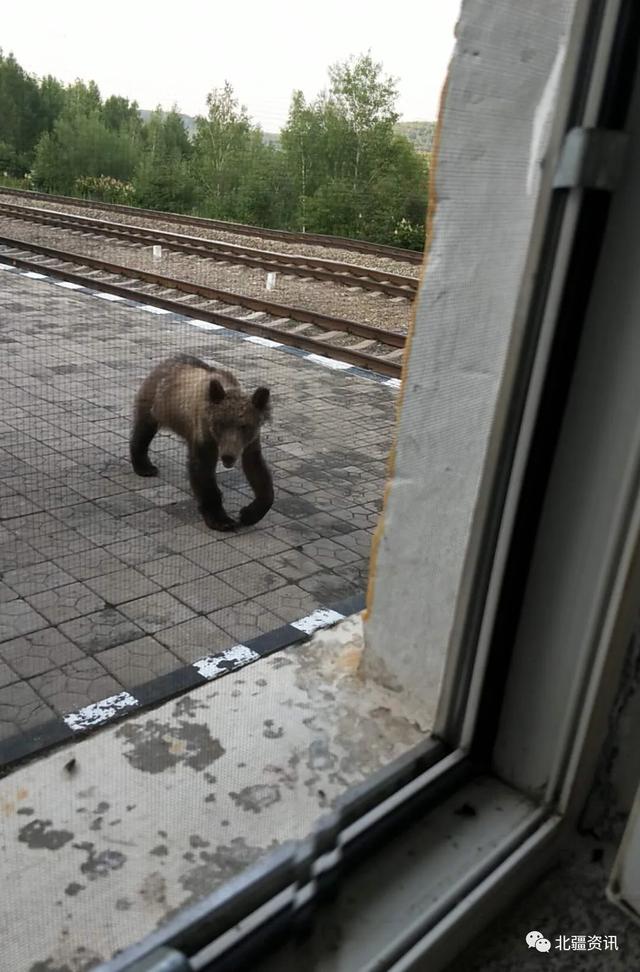 突发！内蒙古根河一只熊窜入管护站和火车站觅食（附视频）