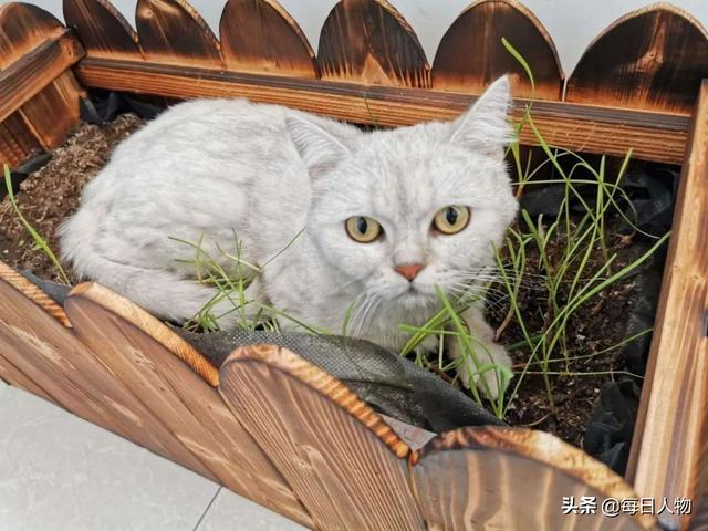 豆苗、番茄、迷迭香，在阳台，你可以种出一百种好滋味
