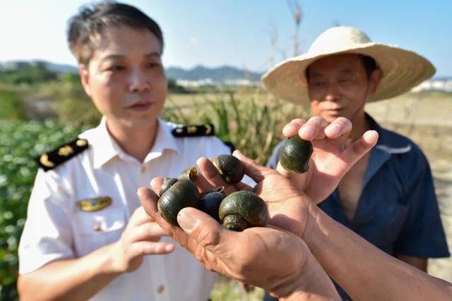 660多种已入侵中国！外来入侵物种十年增三成