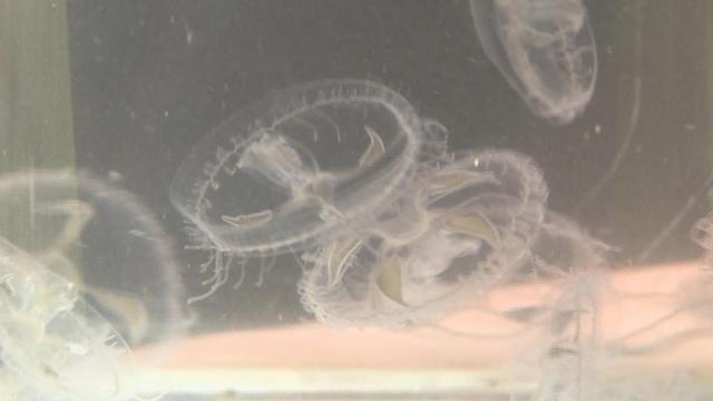 【水井】海南农家水井出现大量桃花水母 据悉桃花水母素有“水中大熊猫”之称