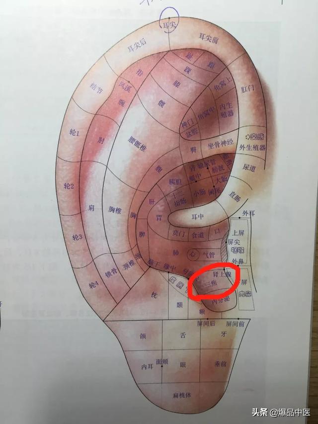 耳朵可以治百病