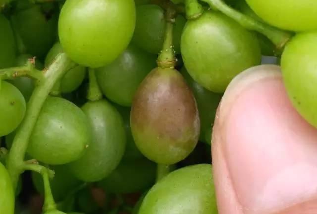 葡萄白腐病高峰期已至，果农不得不防，下雨后尤为注意