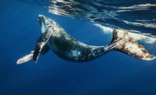 深海中有可能存在比鲸鱼更大的史前巨型生物吗？