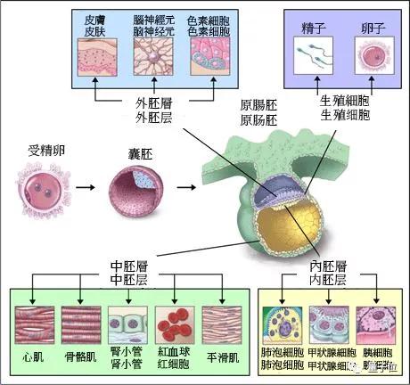 剑桥大学团队首次模拟「原肠胚形成」过程