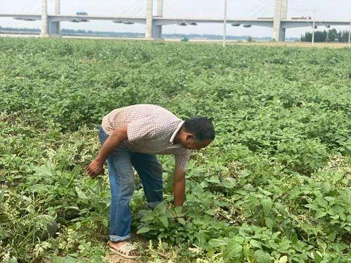 菏泽东明黄河滩200亩西瓜滞销！种植户急盼爱心