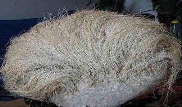 老农捡了块石头，上面长满“白发”，专家看后