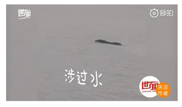 脱单：美国黑熊为脱单徒步650公里 成为新网红