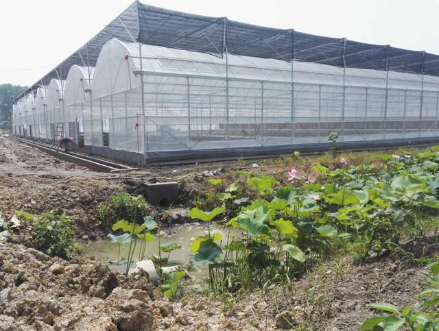 咨询温室大棚造价需要了解内容有哪些