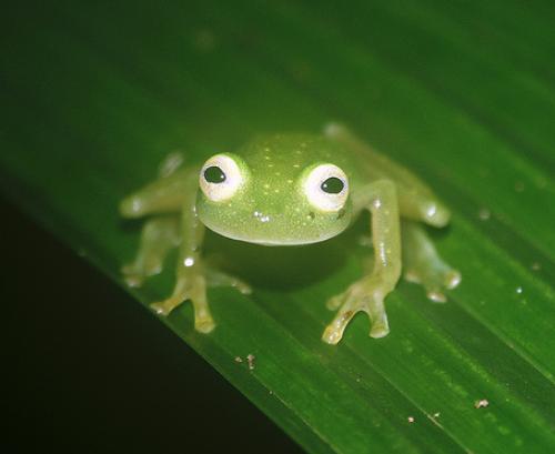物种百科：玻璃蛙