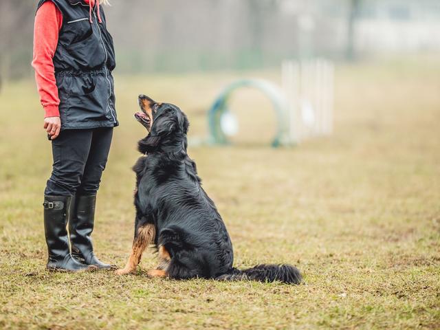 各种训犬方式大比拼！要花多少钱？哪种更适合狗狗？