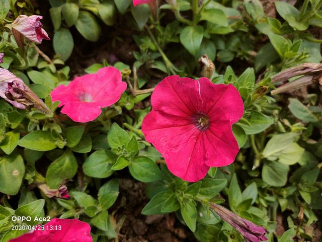 深度体验OPPO Ace2：除了双闪充组合，它能否撑起Ace体验？