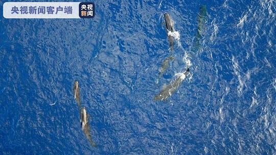 科研人员在南海考察记录到11个鲸类物种