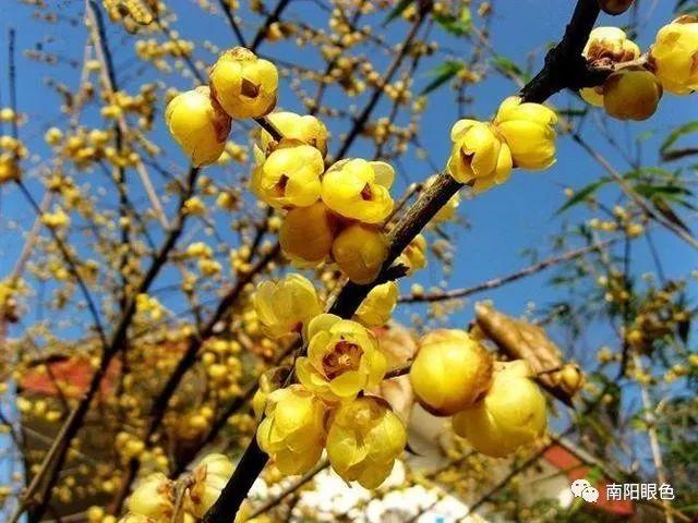 河南十八地市市花现状，开封洛阳南阳拔得头筹！