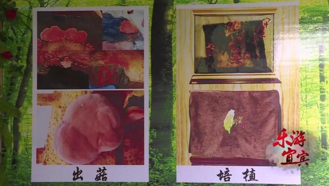 獨一無二！ 只有台灣才有的藥材，宜賓這家山莊無土培植了超多…