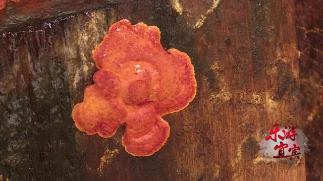 獨一無二！ 只有台灣才有的藥材，宜賓這家山莊無土培植了超多…