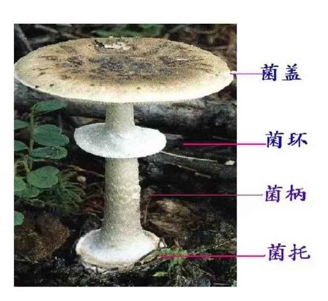 4年内，贵州野生菌中毒600余人！省疾控中心：有这几种特征的野菌不能吃