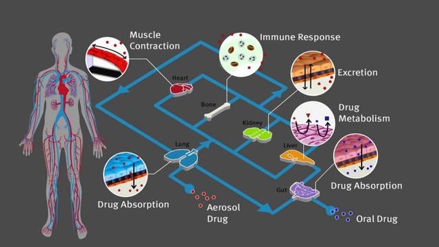 模拟人类器官的芯片，能加速新冠药物的研发吗