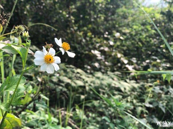 行摄：路边随处可见的美丽 是大自然赠予人类的美好