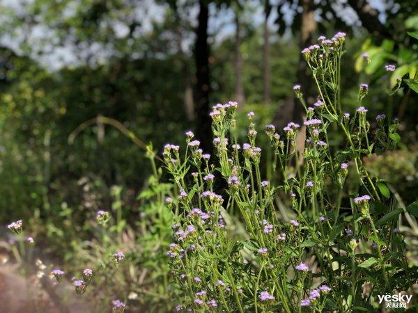 行摄：路边随处可见的美丽 是大自然赠予人类的美好