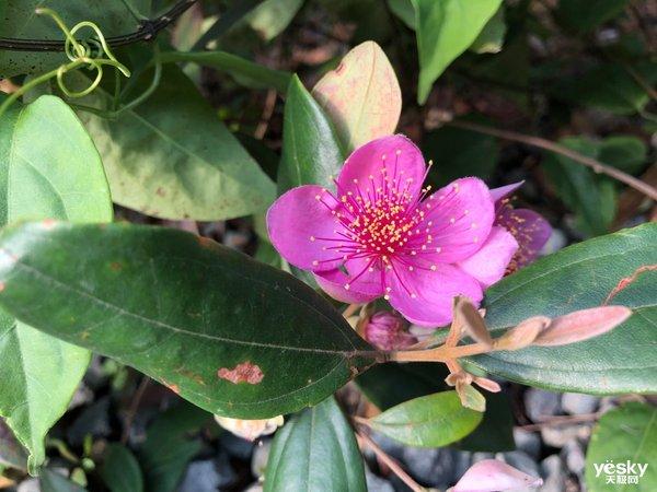 行摄：路边随处可见的美丽 是大自然赠予人类的美好