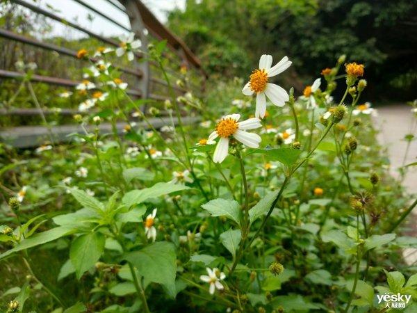 行摄：路边随处可见的美丽 是大自然赠予人类的美好