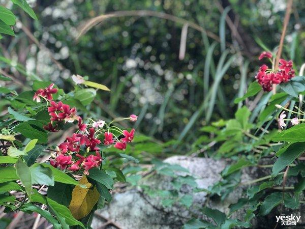 行摄：路边随处可见的美丽 是大自然赠予人类的美好